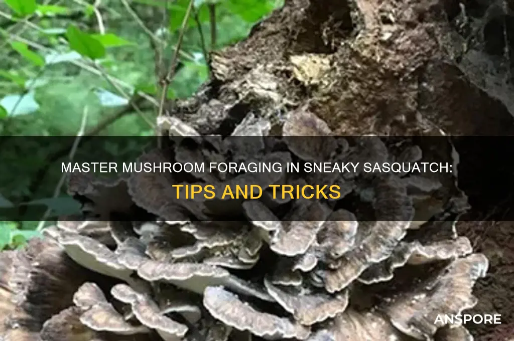 how to forage for mushrooms in sneaky sasquatch