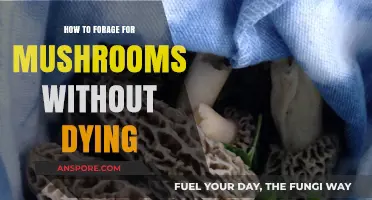 Foraging for Mushrooms Safely: A Beginner's Guide to Avoid Deadly Mistakes