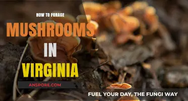 Foraging Mushrooms in Virginia: A Beginner's Guide to Safe Harvesting