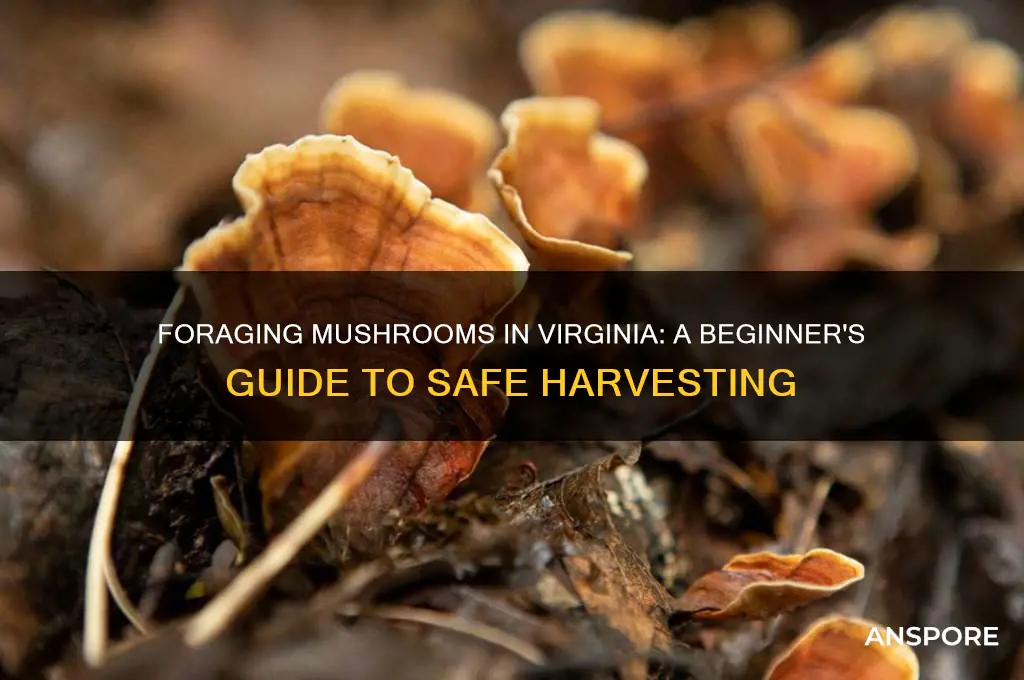 how to forage mushrooms in virginia