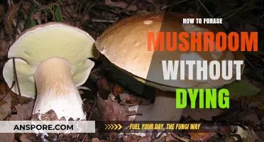 Safe Mushroom Foraging: Expert Tips to Avoid Deadly Mistakes