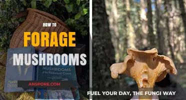 Foraging Mushrooms: A Beginner's Guide to Safe Mushroom Hunting