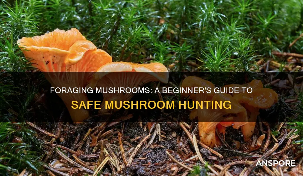 how to forage mushrooms