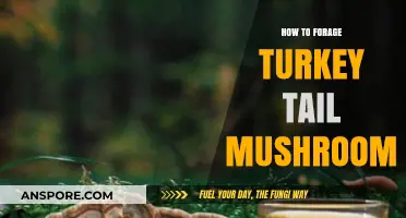 Foraging Turkey Tail Mushrooms: A Beginner's Guide to Identification and Harvesting