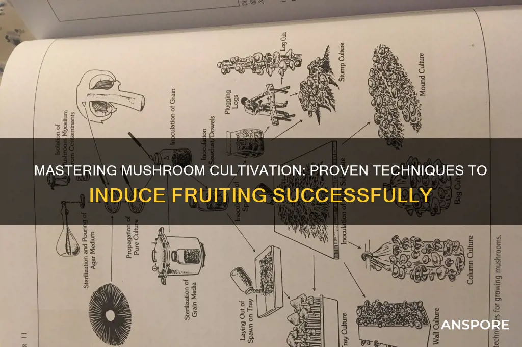 how to force mushrooms to fruit