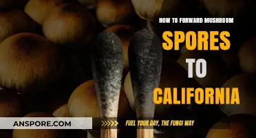 Safely Shipping Mushroom Spores to California: A Step-by-Step Guide