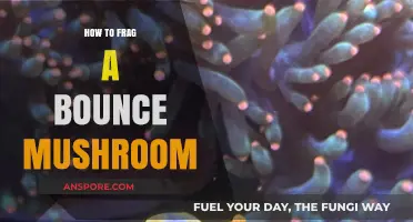 Mastering the Art of Fragging Bounce Mushrooms: A Step-by-Step Guide