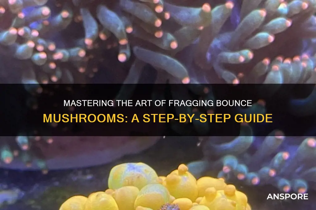 how to frag a bounce mushroom