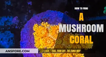 Mastering Mushroom Coral Fragging: A Step-by-Step Guide for Beginners