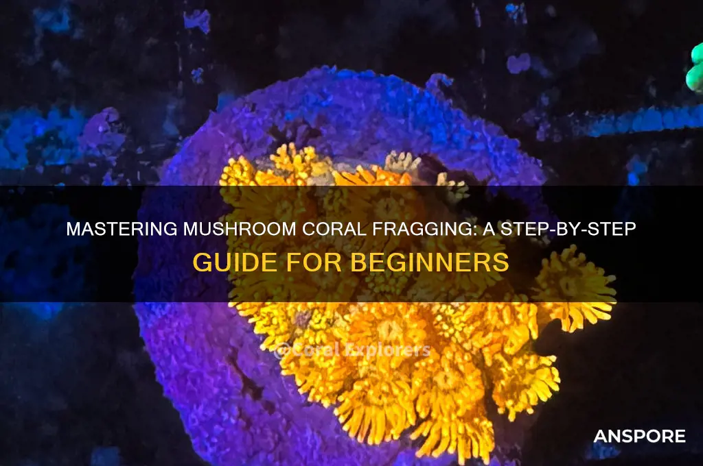 how to frag a mushroom coral