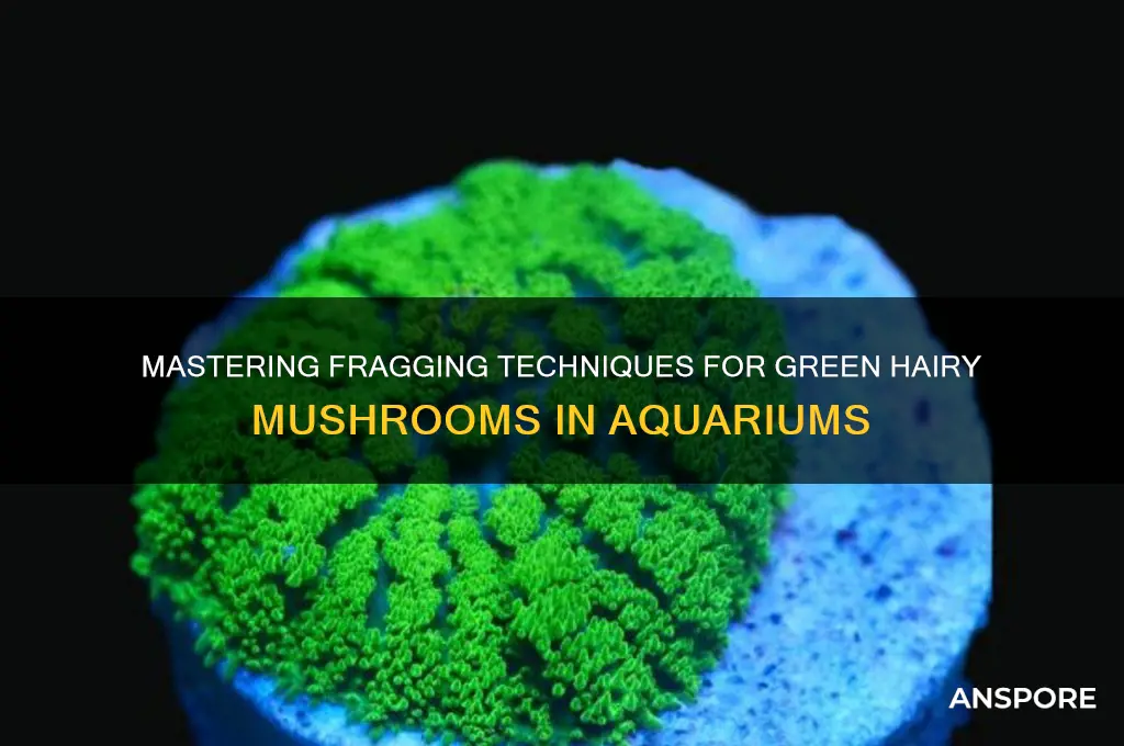 how to frag green hairy mushrooms