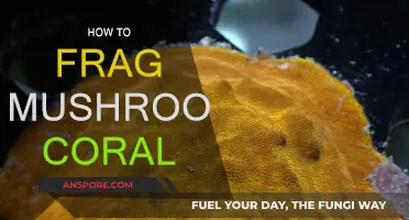 Fragging Mushroom Corals: A Step-by-Step Guide