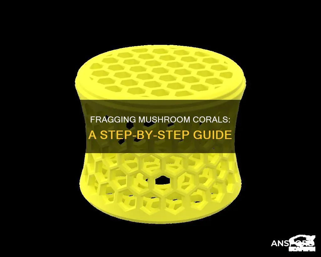 how to frag mushroom coral