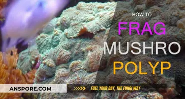 The Art of Fragging Mushroom Corals: A Guide