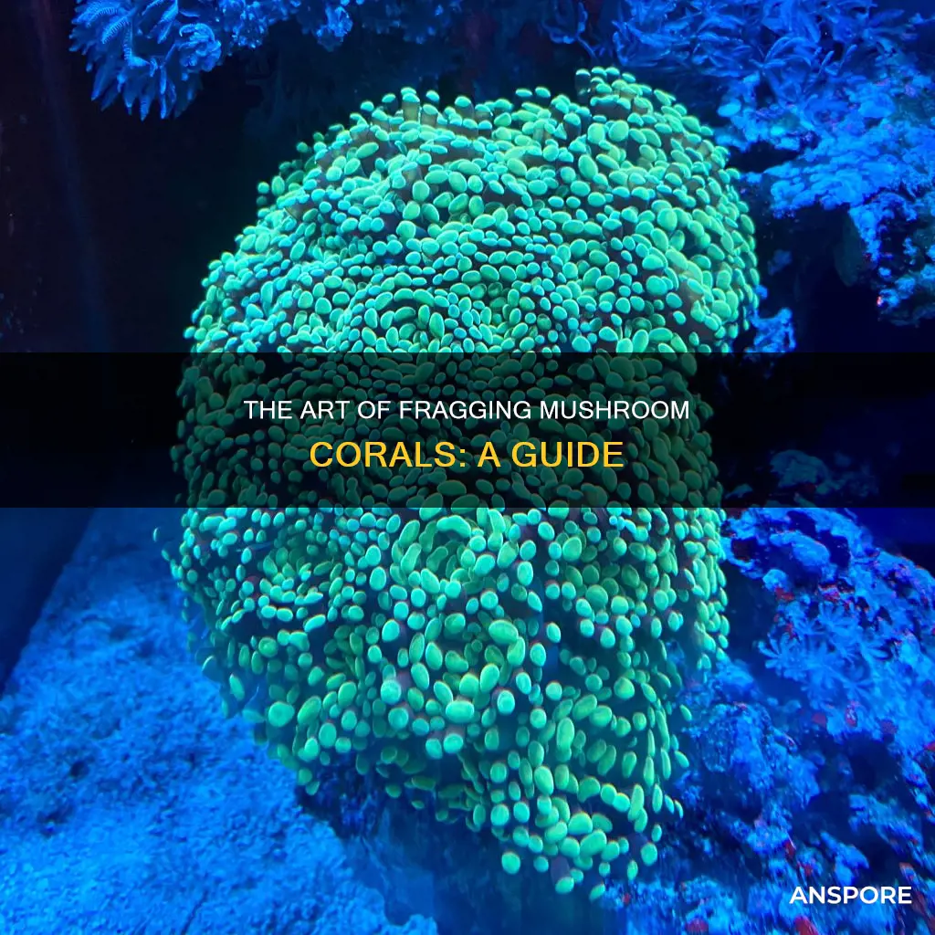 how to frag mushroom polyp