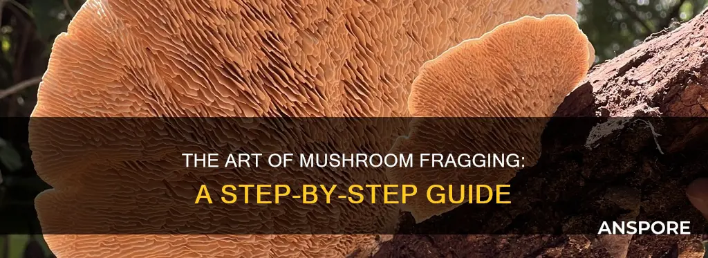 how to frag mushrooms