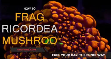 Propagating Ricordea: Fragging Your Mushrooms