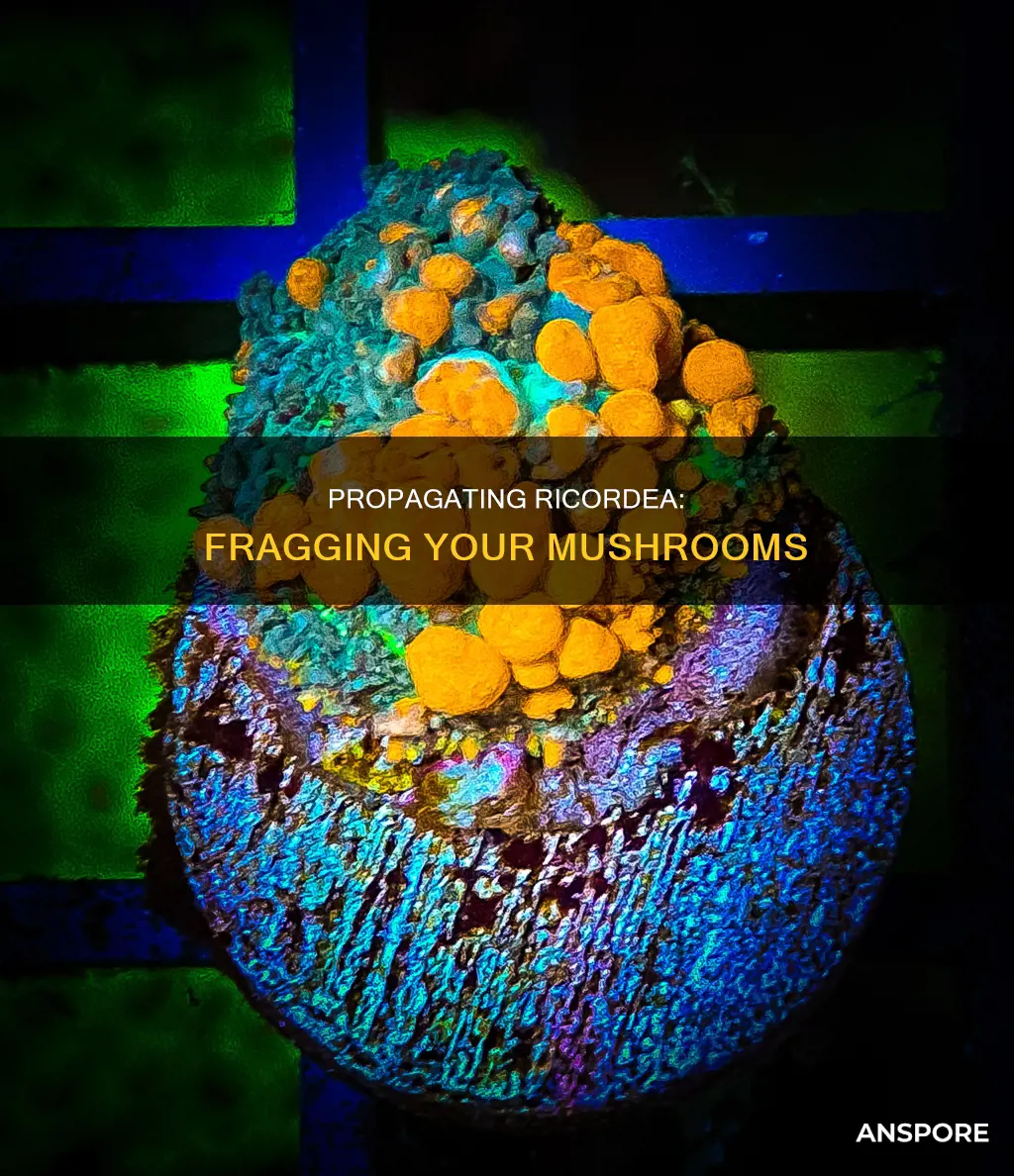 how to frag ricordea mushroom