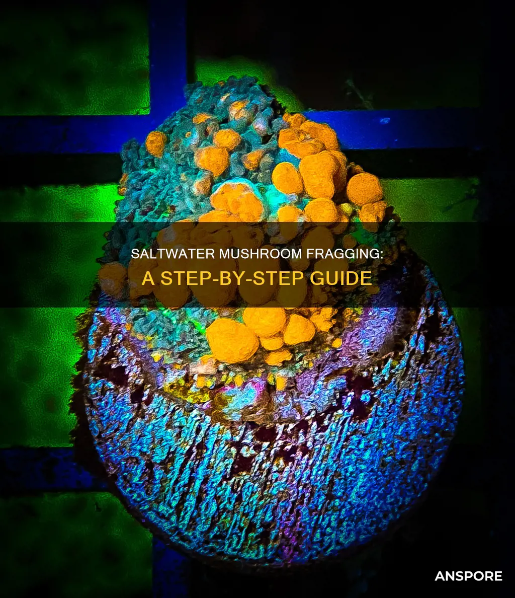 how to frag saltwater mushrooms