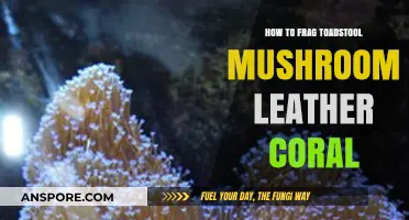 Mastering Fragging Techniques for Toadstool Mushroom Leather Coral