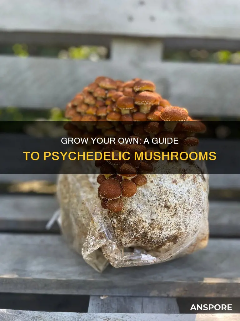 how to frow psychidelic mushrooms