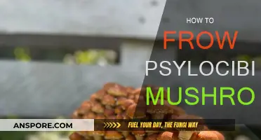 Grow Your Own Magic Mushrooms: A Step-by-Step Guide