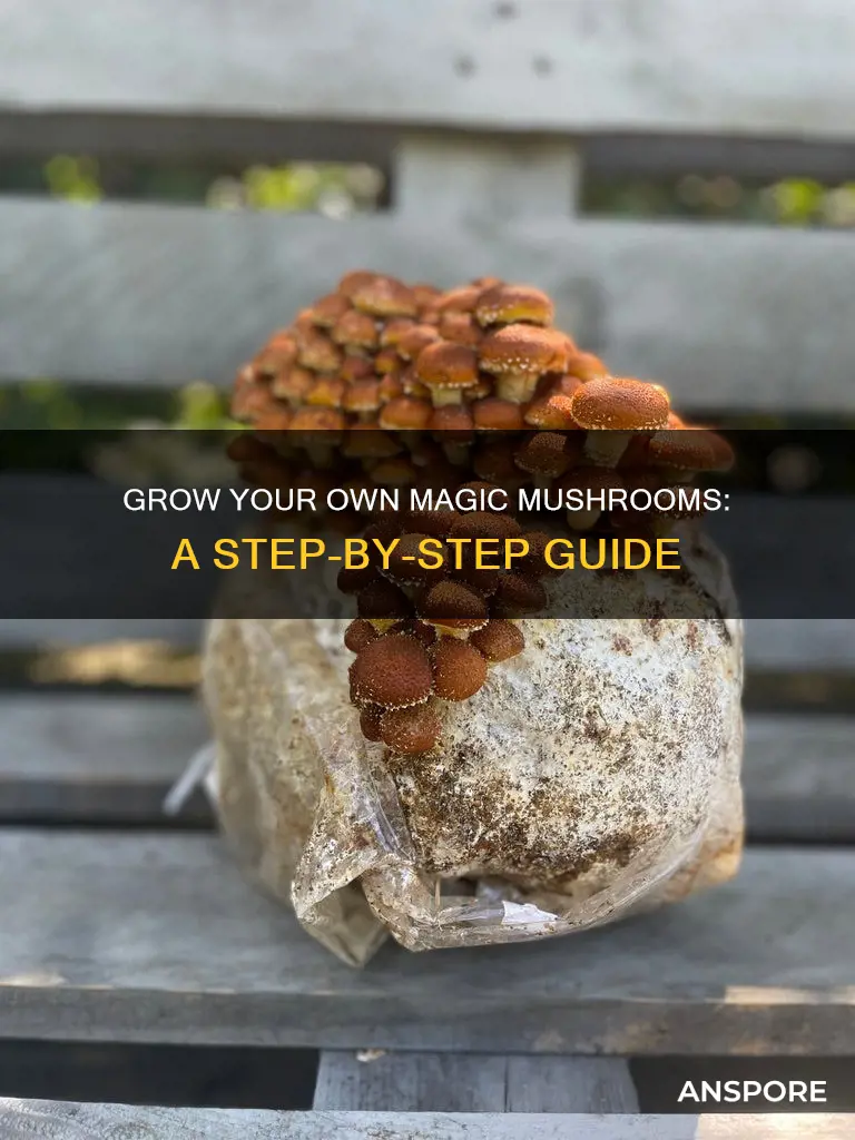 how to frow psylocibin mushrooms