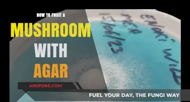 Master Mushroom Fruiting: Agar Techniques for Bountiful Harvests