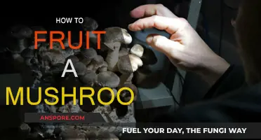 Grow Mushrooms: Fruiting Bodies and How to Induce Them