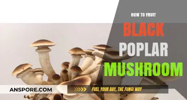 Growing Black Poplar Mushrooms: A Beginner's Guide to Fruiting Success
