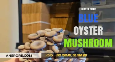 Mastering Blue Oyster Mushroom Fruiting: A Step-by-Step Guide
