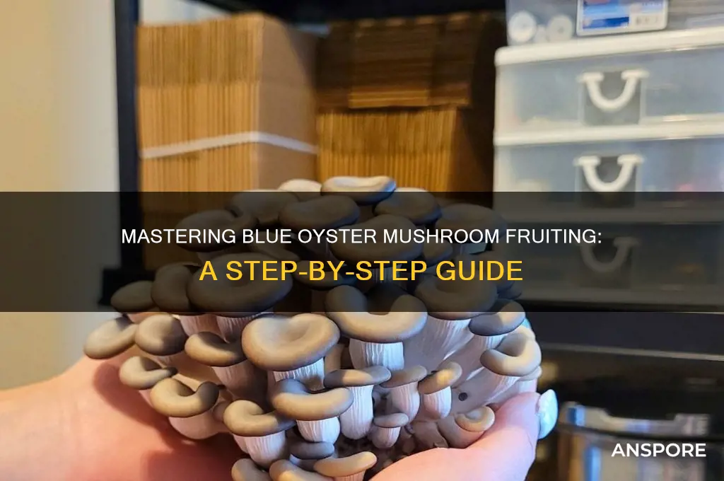 how to fruit blue oyster mushrooms