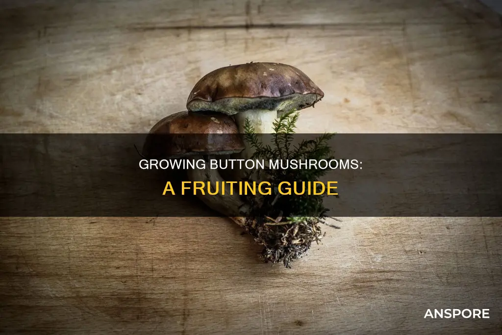 how to fruit button mushrooms