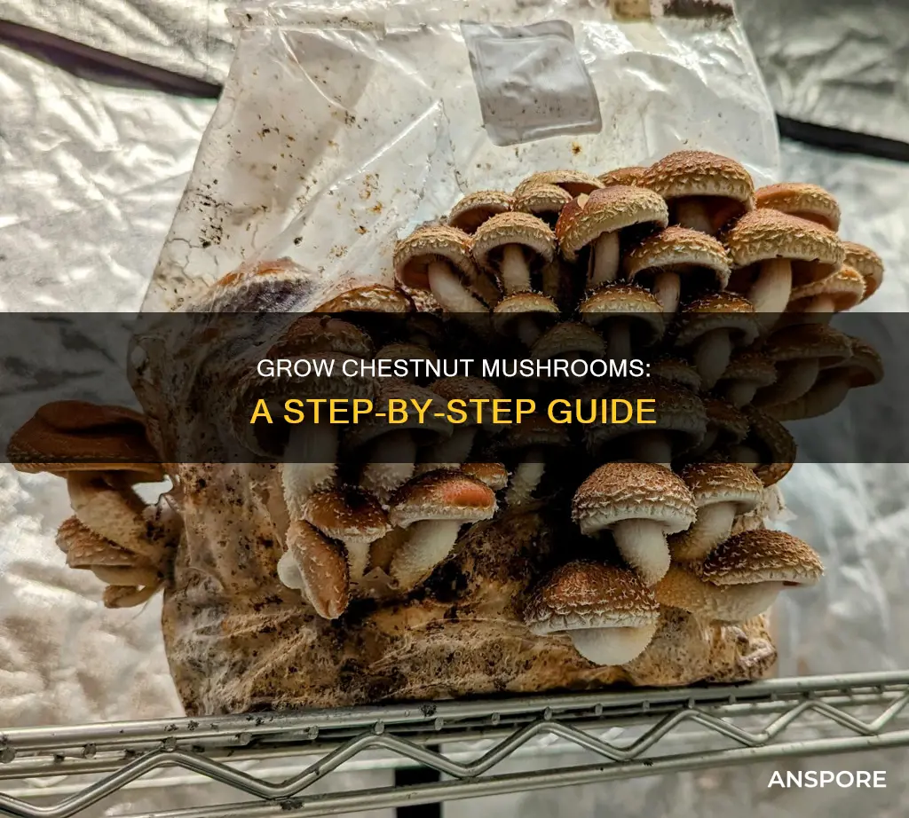 how to fruit chestnut mushrooms