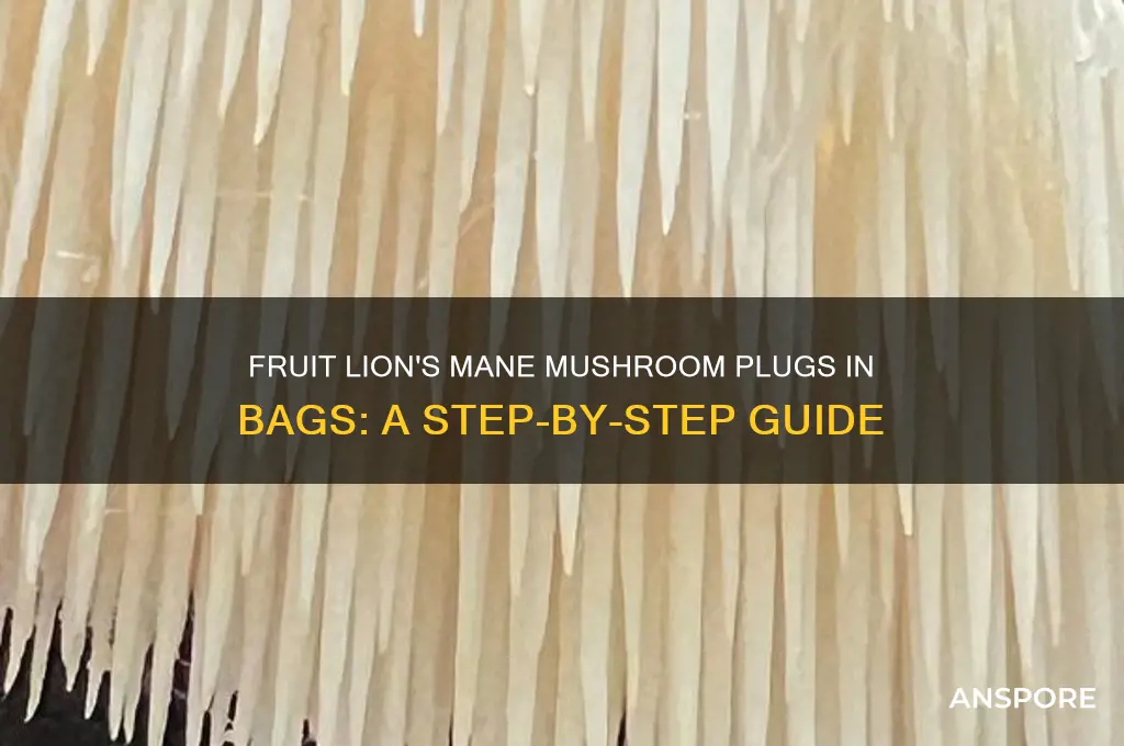 how to fruit lionsmain mushroom plugs in bags