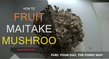 Grow Maitake Mushrooms: Fruiting Techniques and Tips