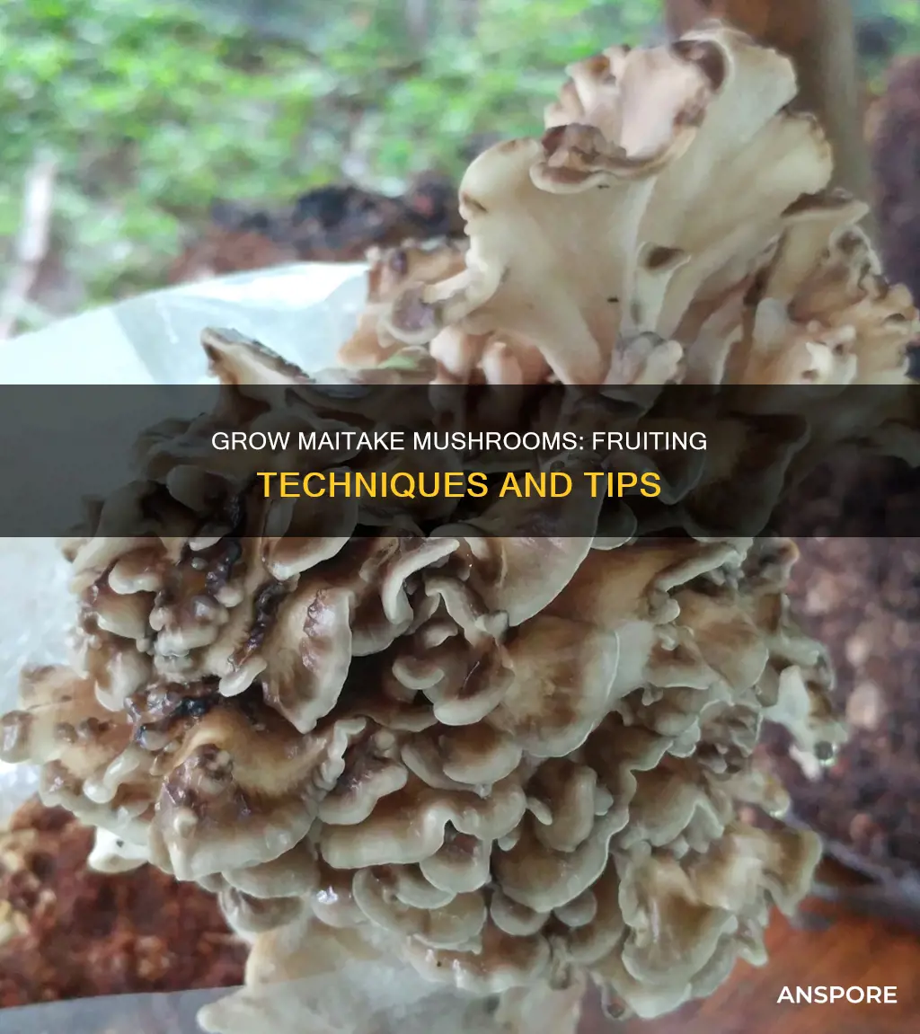 how to fruit maitake mushrooms