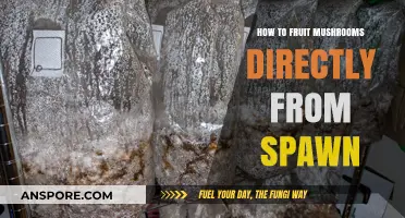 Direct Mushroom Fruiting: A Step-by-Step Guide from Spawn to Harvest