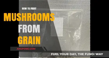 Mastering Mushroom Cultivation: Growing Fruit Mushrooms from Grain