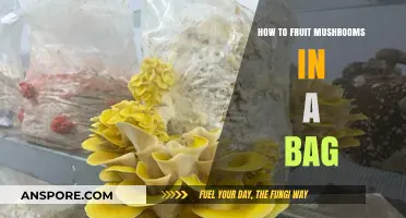 Easy Mushroom Fruiting: Growing in a Bag for Beginners