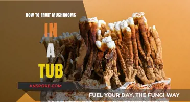 Growing Mushrooms in a Tub: A Beginner's Guide to Fruiting Success