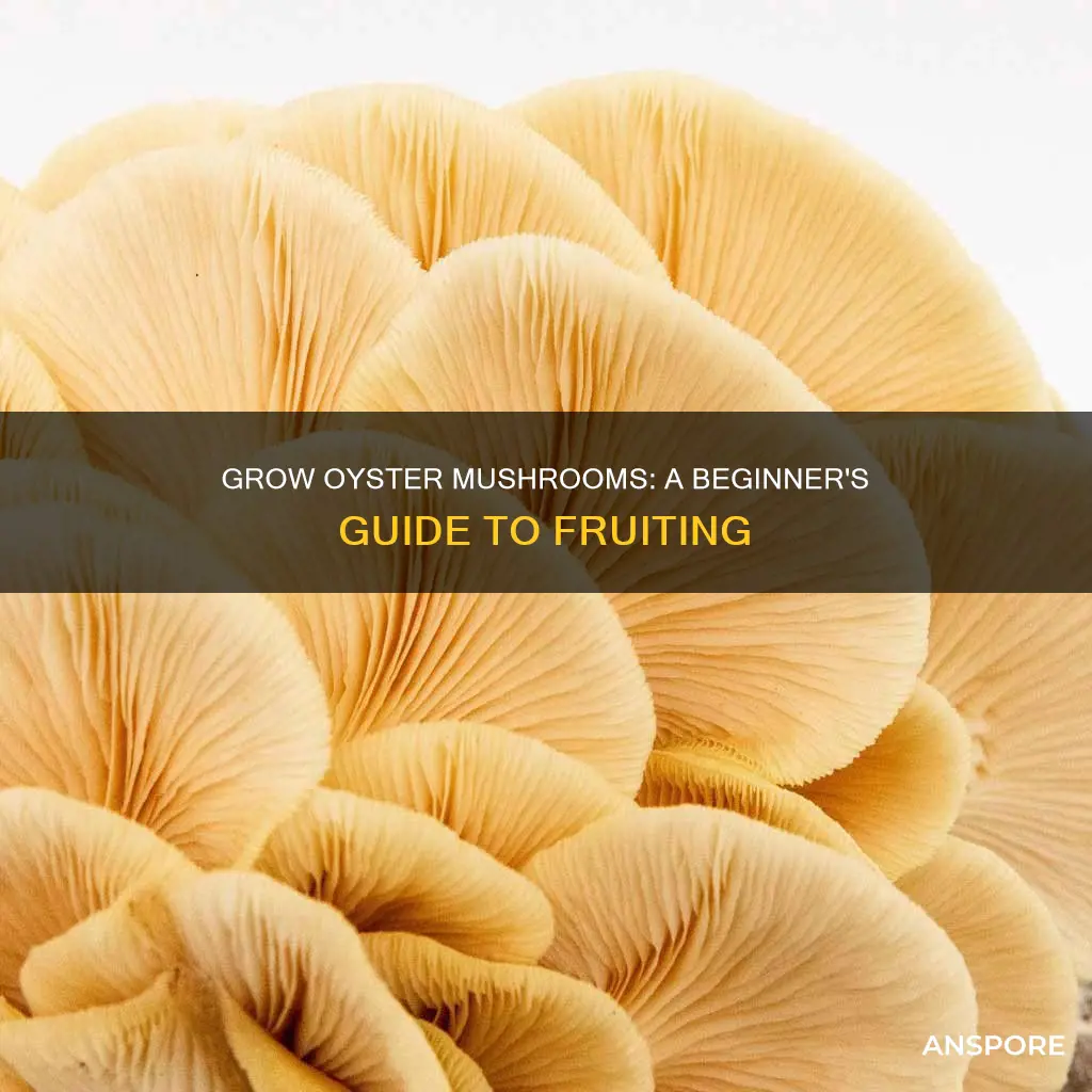 how to fruit oyster mushrooms