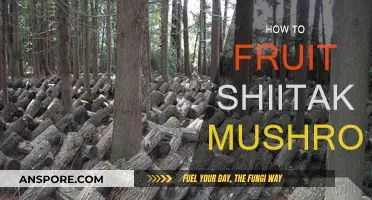 Cultivating Shiitake: Fruiting for Beginners