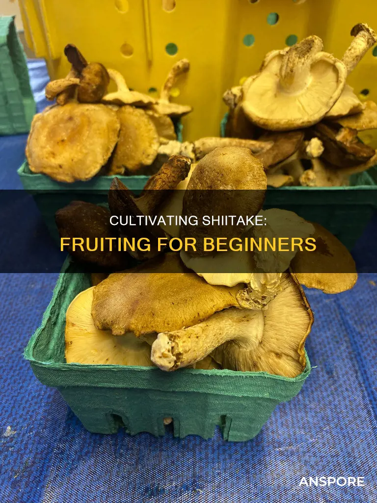how to fruit shiitake mushrooms
