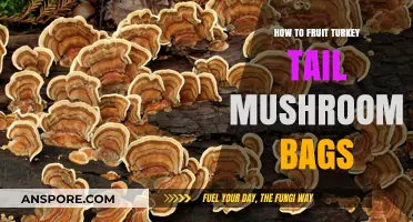 Fruit Turkey Tail Mushroom Bags: A Step-by-Step Guide to Success