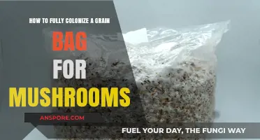 Mastering Mushroom Cultivation: Fully Colonizing Grain Bags Step-by-Step