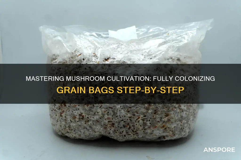 how to fully colonize a grain bag for mushrooms