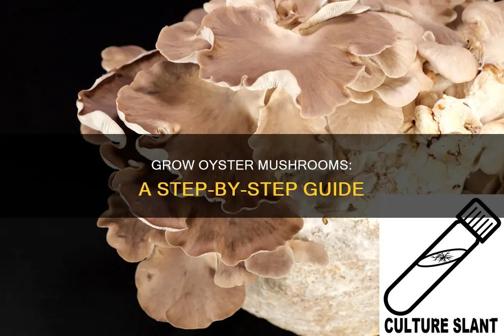 how to garden oyster mushrooms