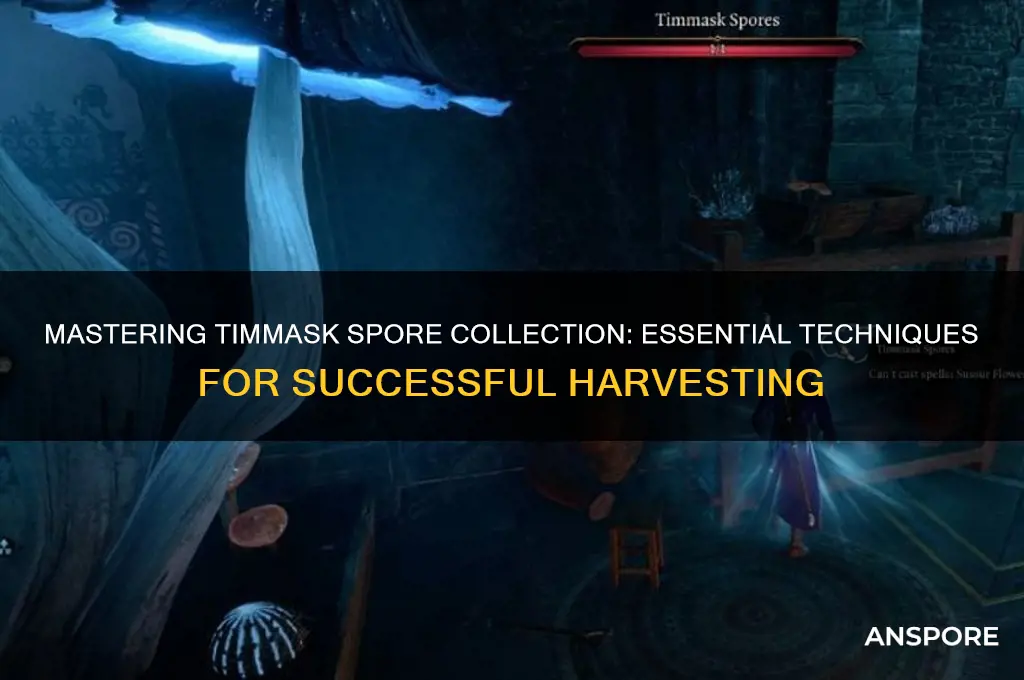 how to gather timmask spores
