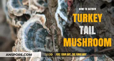 Foraging Turkey Tail Mushrooms: A Beginner's Guide to Harvesting Techniques